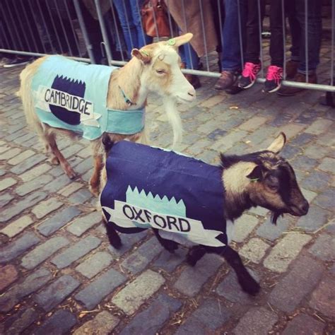 The Oxford versus Cambridge gloat race .